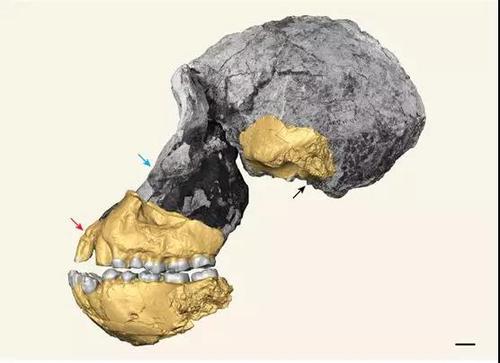 湖畔南方古猿的头骨（比例尺：1厘米）