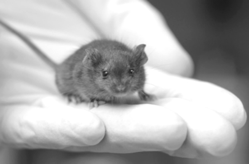 2007年6月, 山中领衔的研究小组和美国其他两个研究小组先后宣布, 用实验小鼠的普通皮肤细胞制成了具有胚胎干细胞功能的细胞