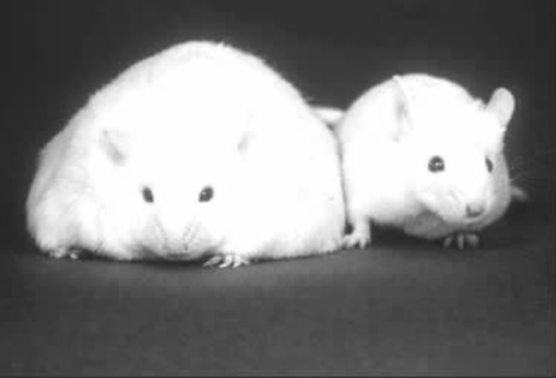 正常小鼠(右)和缺少瘦素的肥胖小鼠(左)