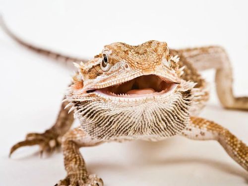 鬃獅蜥(bearded dragon,一種原產於澳大利亞的蜥蜴)的溫度決定性別的