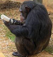 http://www.the-scientist.com/Sept2014/chimp1.jpg