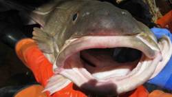 Atlantic cod stocks are at their lowest levels in 40 years.