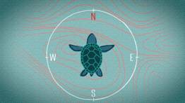 Illustration of turtle with earth's magnetic migration