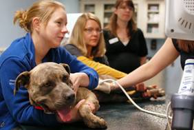 Paisley the pit bull gets an ultrasound.